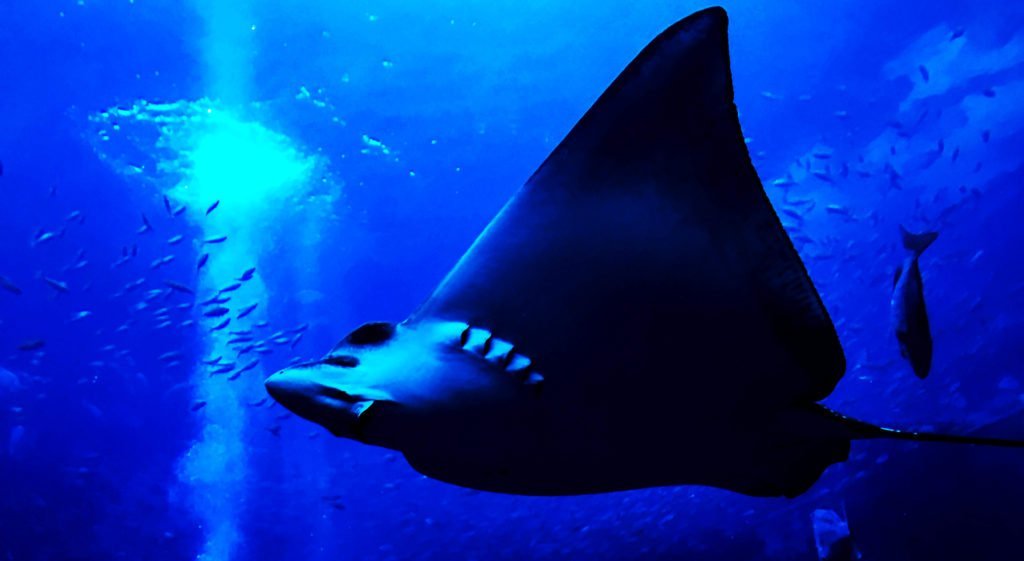 Aquarium - Under Water Zoo (Part 2)
