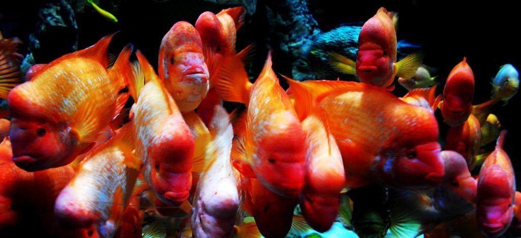 Aquarium - Under Water Zoo