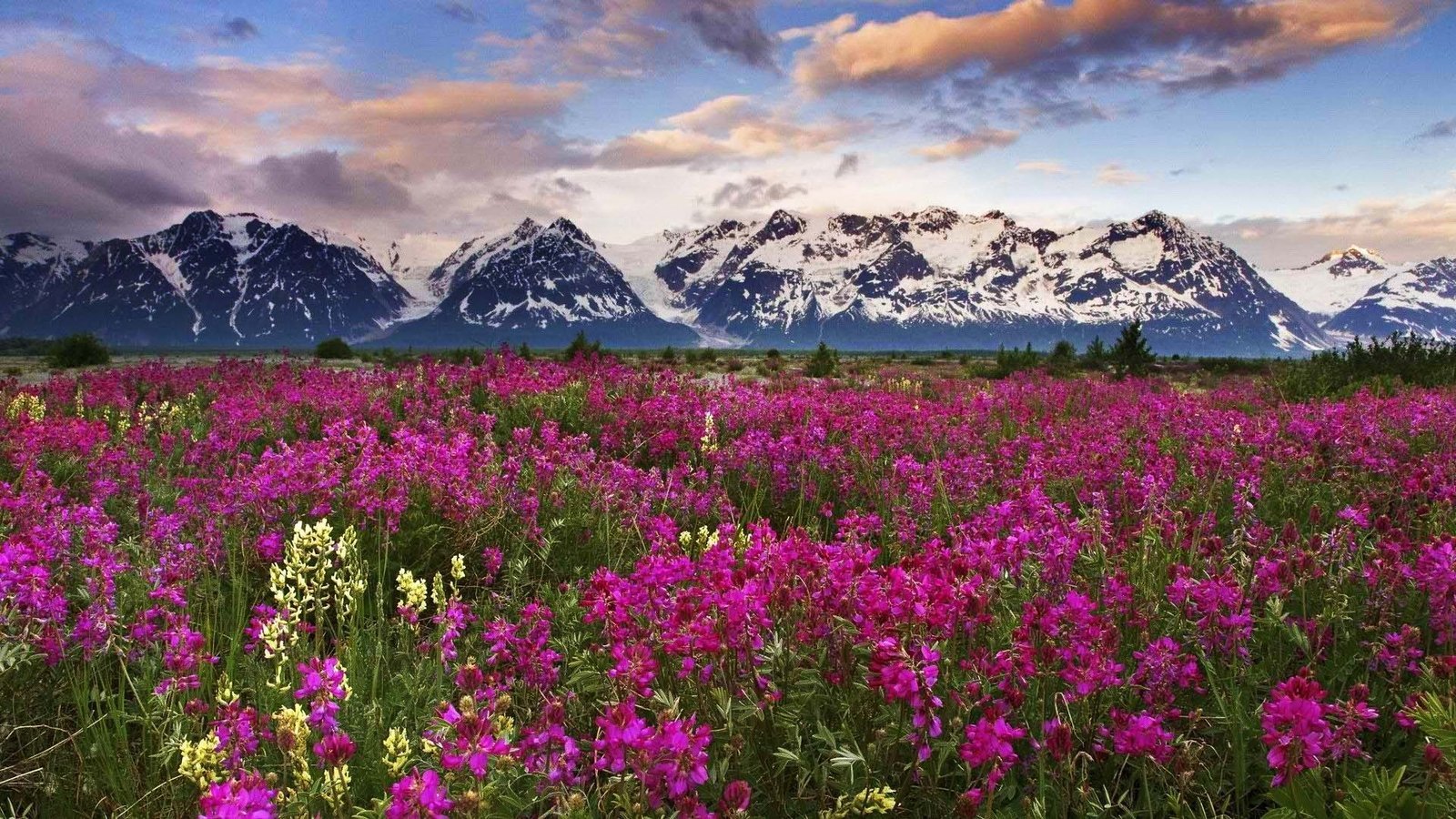Valley of Flowers