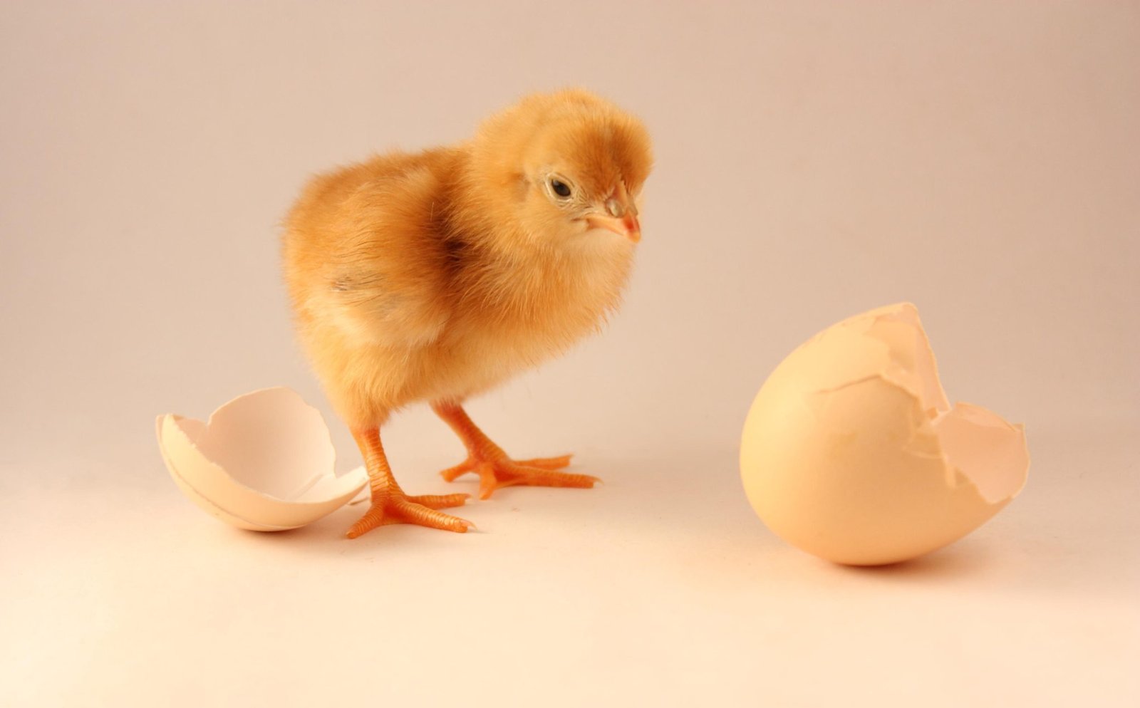 EGG to CHICK