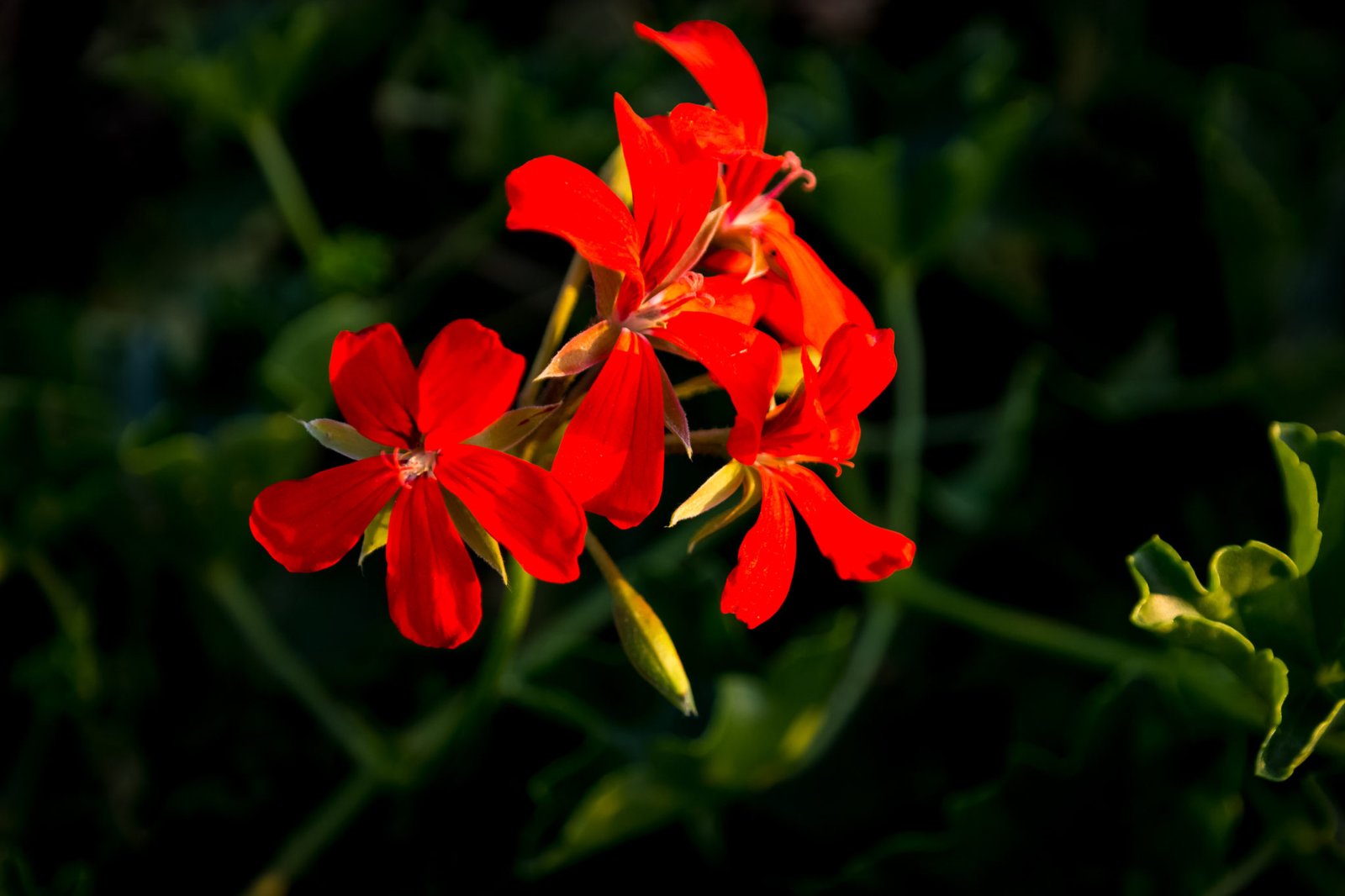 Flowers